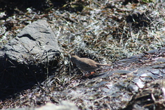 Passerculus sandwichensis rostratus