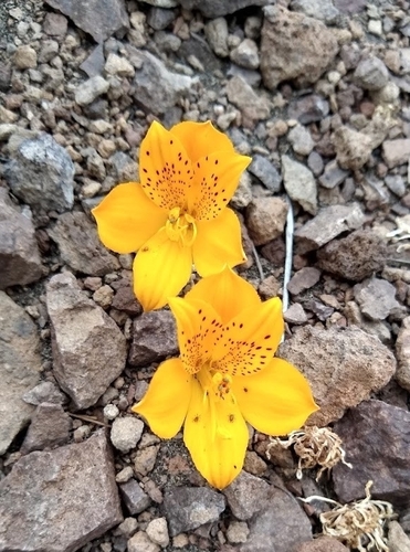 Alstroemeria esteparica (Alstroemeria esteparica)