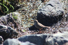 Passerculus sandwichensis rostratus