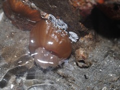 Metridioidea