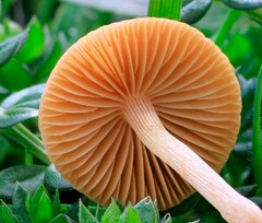 Conocybe ochrostriata