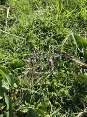 Limonium narbonense
