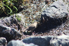 Passerculus sandwichensis rostratus