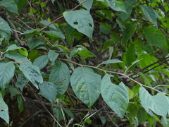 Turraea pubescens