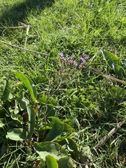 Limonium narbonense