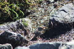 Passerculus sandwichensis rostratus