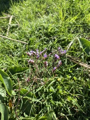 Limonium narbonense