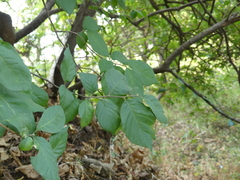 Turraea pubescens