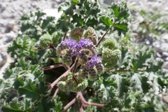 Phacelia pedicellata