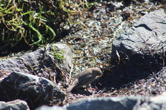 Passerculus sandwichensis rostratus