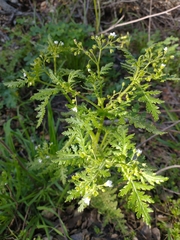 Eucrypta chrysanthemifolia