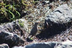 Passerculus sandwichensis rostratus