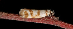 Philobota impletella