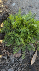 Lepidium didymum