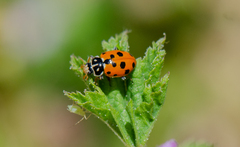 Hippodamia variegata