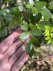 Nothofagus betuloides