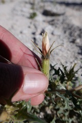 Mentzelia hirsutissima