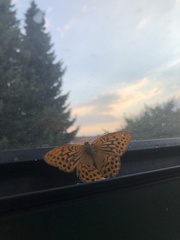 Argynnis paphia