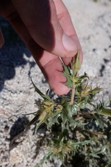 Mentzelia hirsutissima