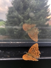 Argynnis paphia