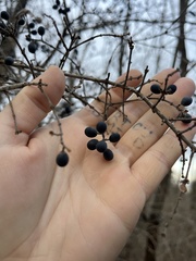 Ligustrum obtusifolium