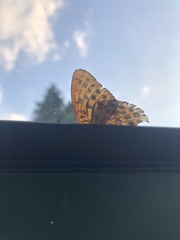Argynnis paphia