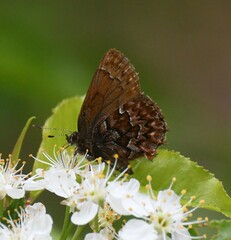 Callophrys eryphon