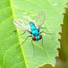 Condylostylus armipes