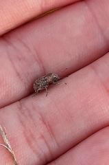 Pantomorus postfasciatus