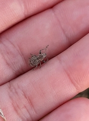 Pantomorus postfasciatus