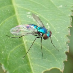 Condylostylus armipes