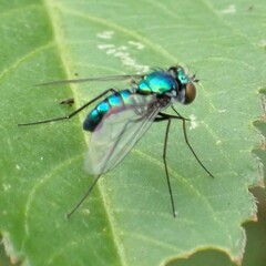 Condylostylus armipes
