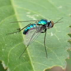 Condylostylus armipes