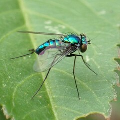 Condylostylus armipes