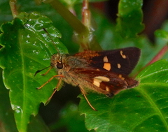 Dalla mesoxantha