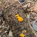 ハナビラダクリオキン