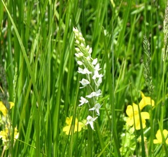 Platanthera dilatata leucostachys