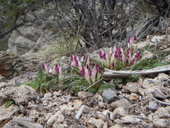 Pedicularis centranthera