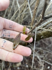 Ligustrum obtusifolium