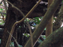 Arremon flavirostris