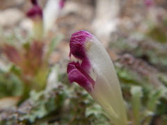 Pedicularis centranthera