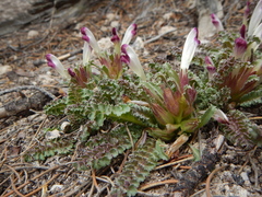 Pedicularis centranthera