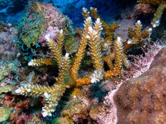 Acropora cervicornis