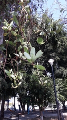 Struthanthus interruptus