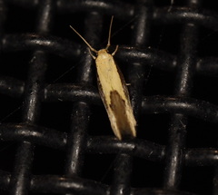 Opogona stenocraspeda