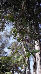 Struthanthus interruptus