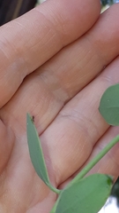 Struthanthus interruptus