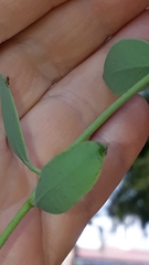 Struthanthus interruptus