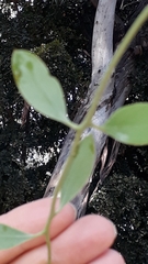 Struthanthus interruptus