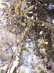 Struthanthus interruptus